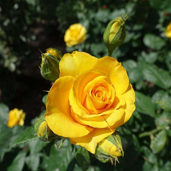 Rose 'Breeder's Choice Gold' (Hybrid Tea Rose)