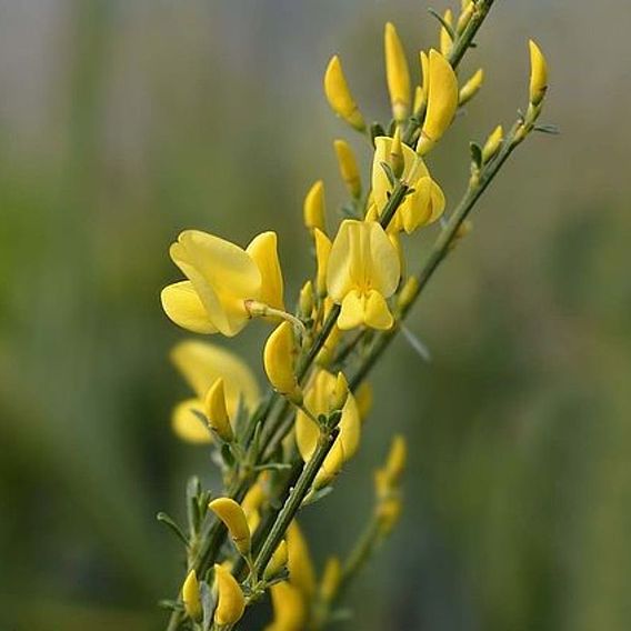 Cytisus x praecox 'Allgold'