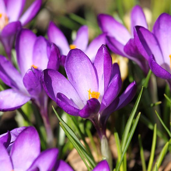 Spring Flowering Bulb Bonanza Collection