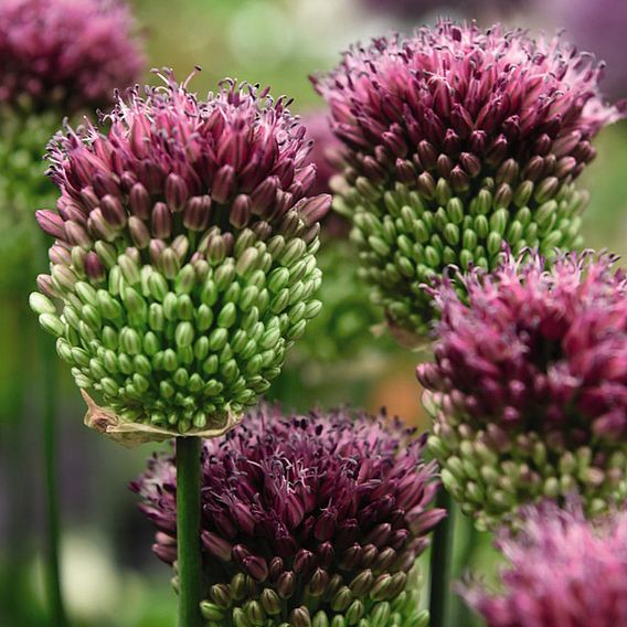 Spring Flowering Bulb Bonanza Collection