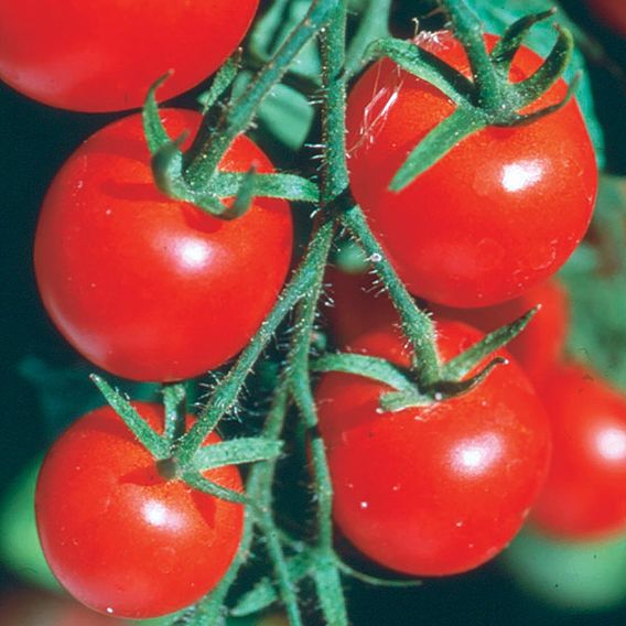 Gardener's Delight Tomato Seeds for Organic Tomatoes Suttons