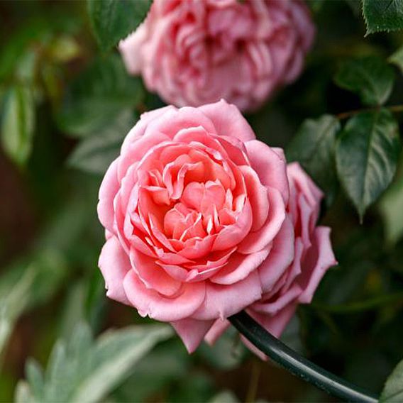 Rose 'Star Performer' (Climbing Rose)