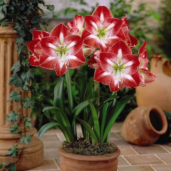 Amaryllis Collection | Suttons