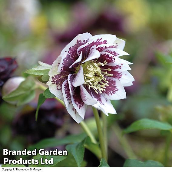 Hellebore 'Double Mixed'