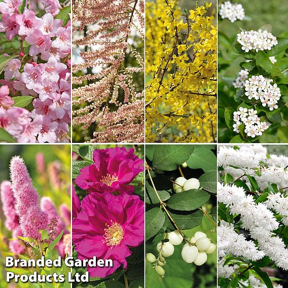 Spring Saver Shrub Collection