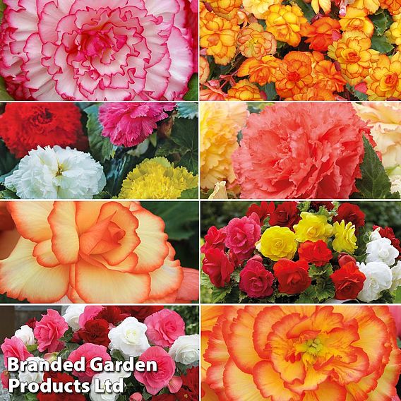 Begonia Summer Saver Collection