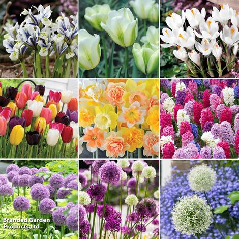 Spring Bulb Collection