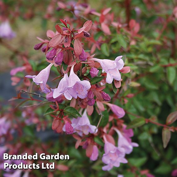 Abelia 'Pink Pong'