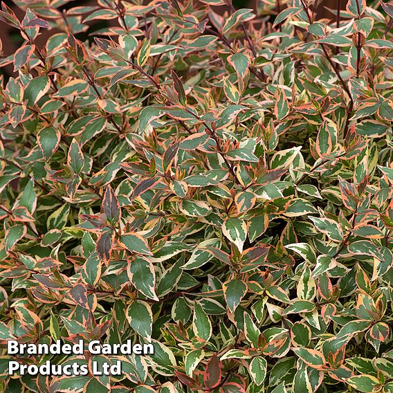 Abelia x grandiflora 'Tricolour Charm'