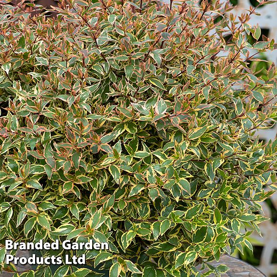 Abelia x grandiflora 'Tricolour Charm'