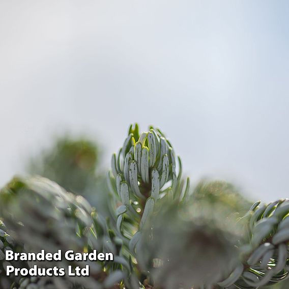 Abies koreana 'Kohouts Icebreaker'