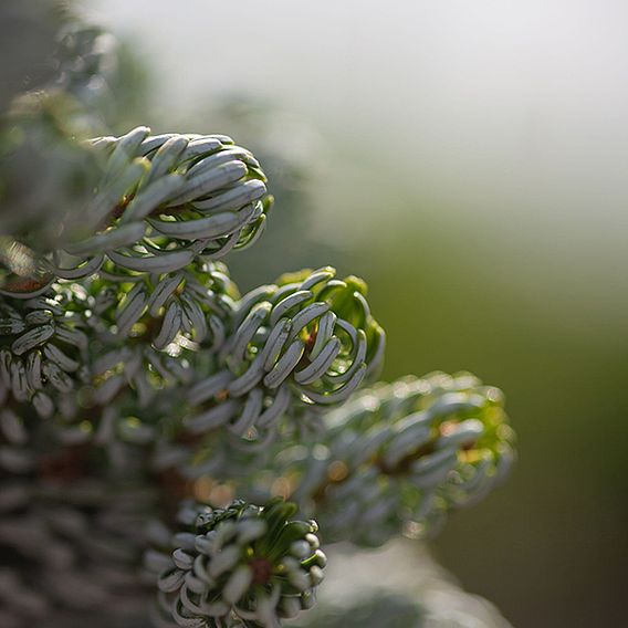 Abies koreana 'Kohouts Icebreaker'