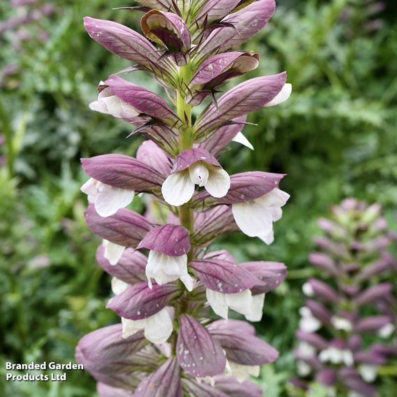 Acanthus Spinosus