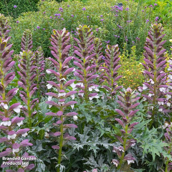 Acanthus Spinosus