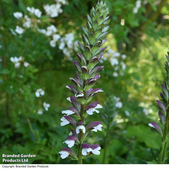 Acanthus Spinosus