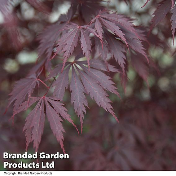 Acer palmatum 'Black Lace'