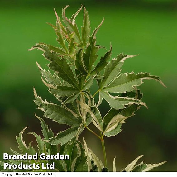 Acer palmatum 'Butterfly'