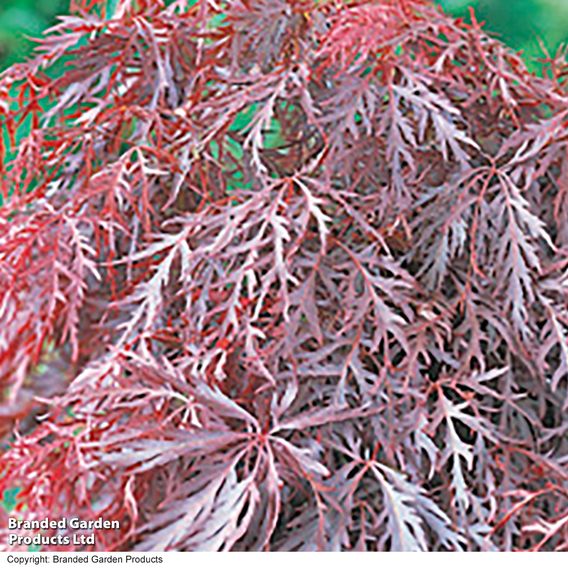 Acer palmatum 'Crimson Queen'