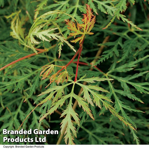 Acer palmatum 'Emerald Lace'