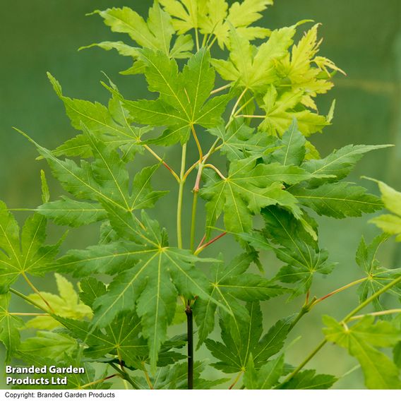 Acer palmatum 'Going Green®'