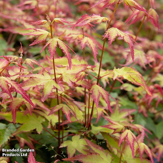 Acer palmatum 'Little Princess'