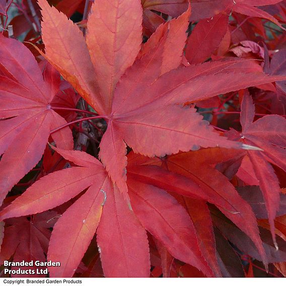 Acer palmatum 'Osakazuki'