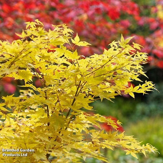 Acer palmatum 'Bi hoo'