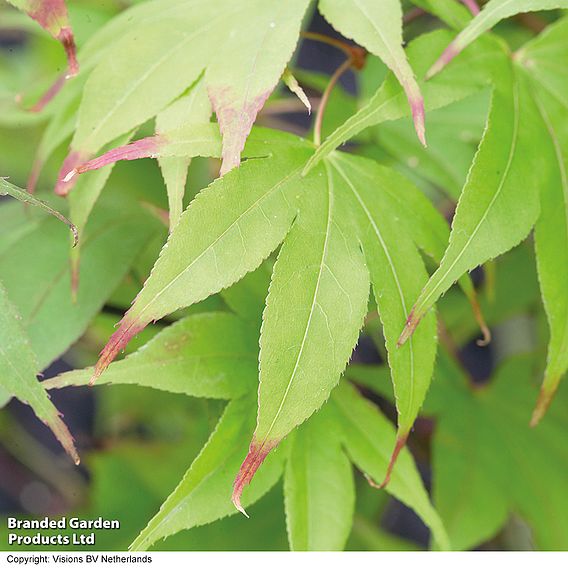 Acer palmatum 'Osakazuki'