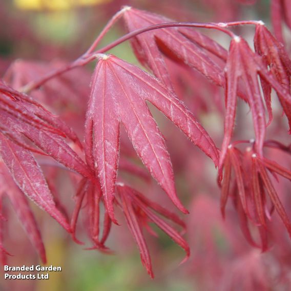 Acer palmatum 'Starfish'