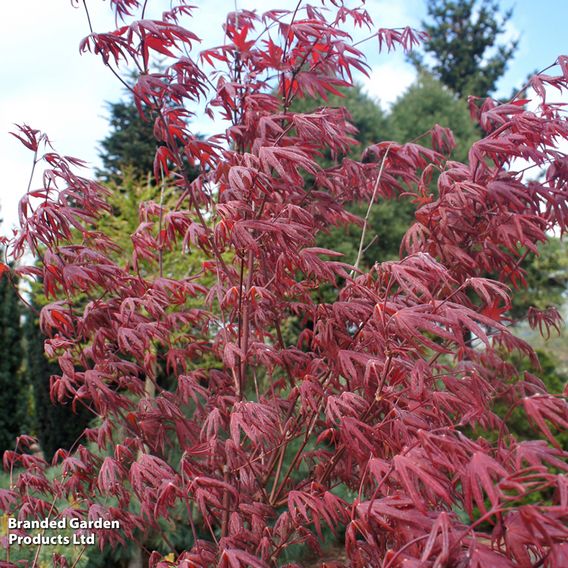 Acer palmatum 'Starfish'