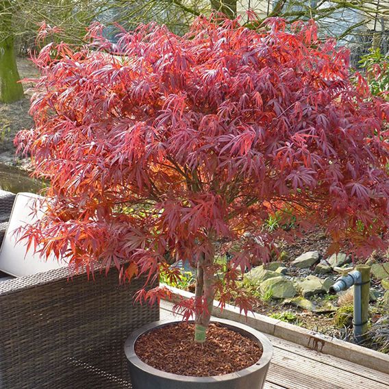 Acer Palmatum 'Peve Dave'