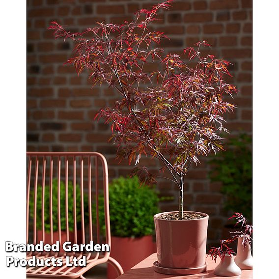 Acer palmatum 'Royal Garnet ®'