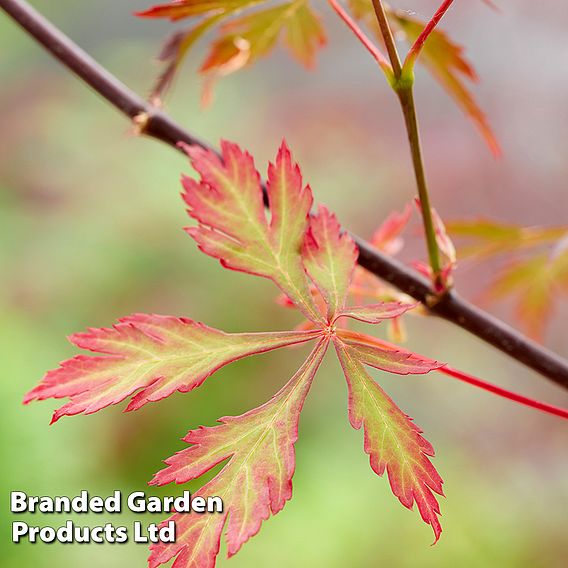 Acer palmatum 'Royal Garnet ®'