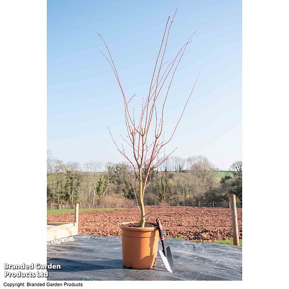 Acer palmatum 'Sango-kaku'