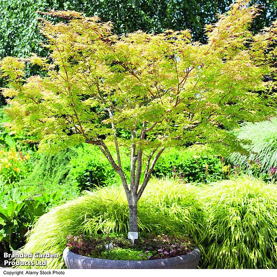 Acer palmatum 'Sango-kaku'