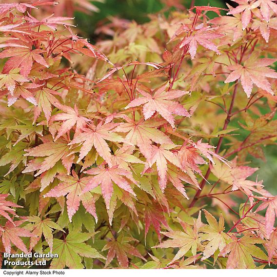 Acer palmatum 'Sango-kaku'