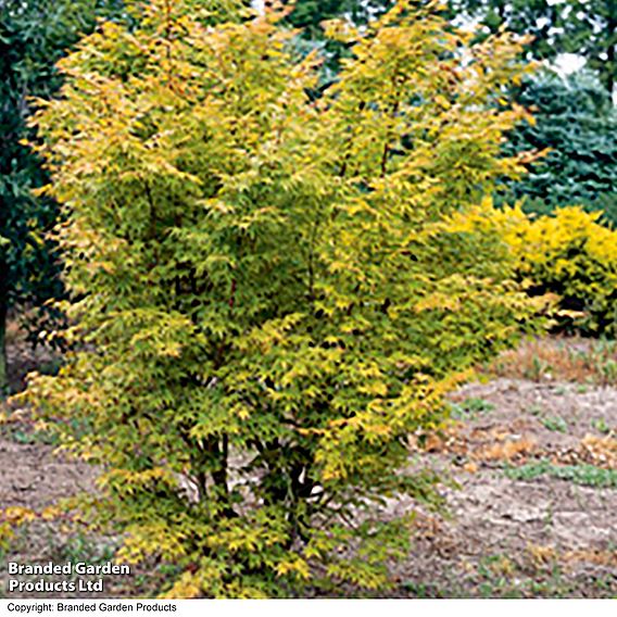 Acer palmatum 'Sango-kaku'