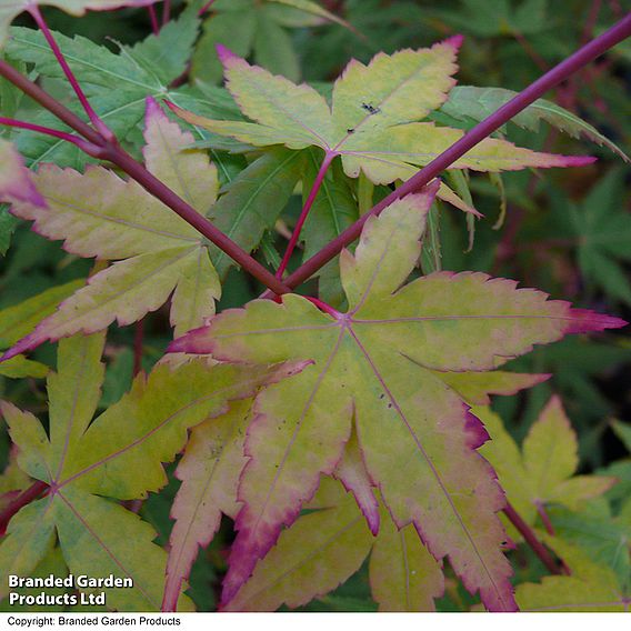 Acer palmatum 'Sango-kaku'