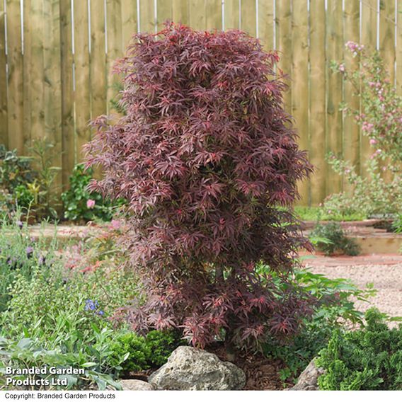 Acer palmatum 'Shaina'