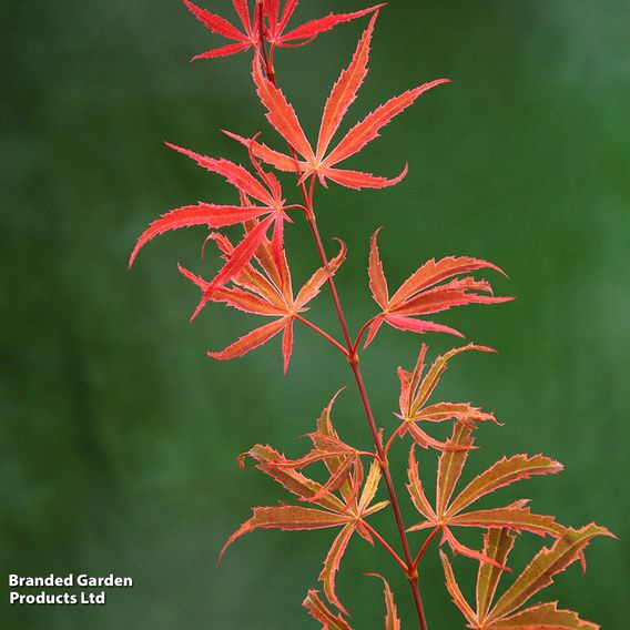 Acer palmatum 'Shirazz'