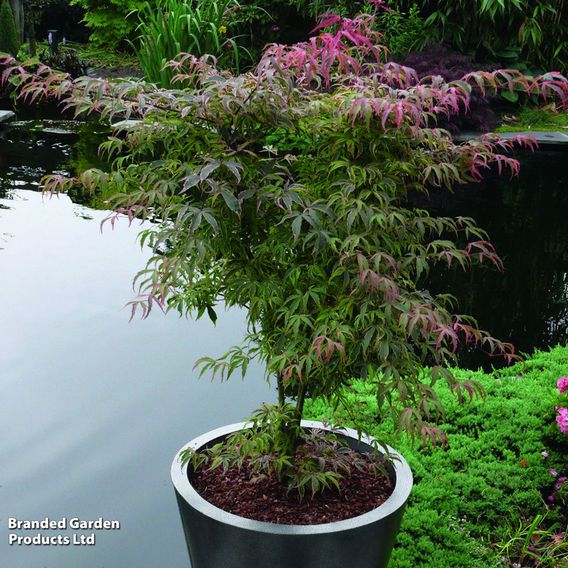 Acer palmatum 'Shirazz'