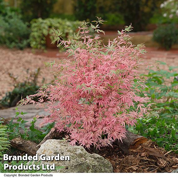 Acer palmatum 'Taylor'