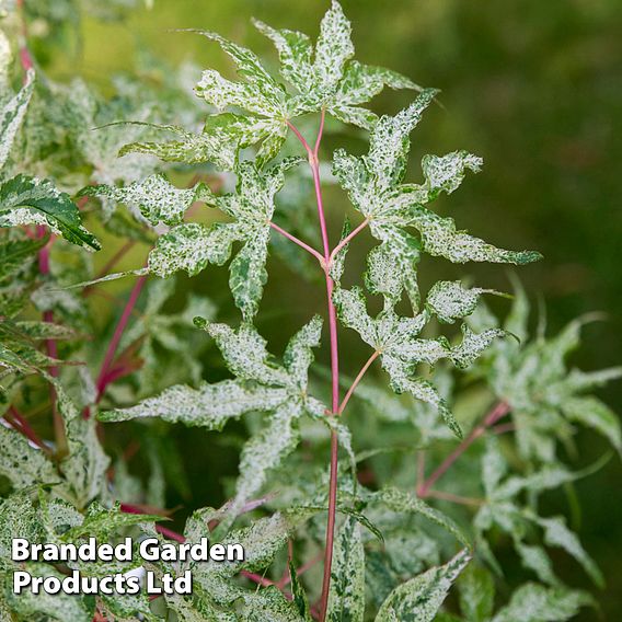 Acer palmatum 'Ukigumo'