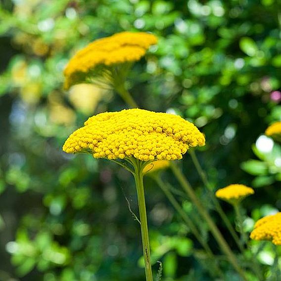 Achillea filipendulina 'Cloth of Gold'