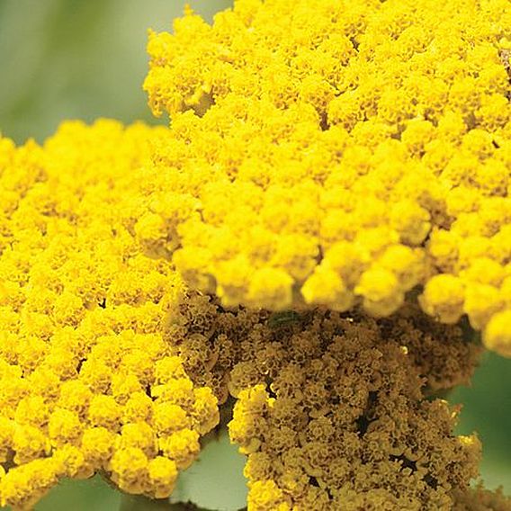 Achillea filipendulina 'Cloth of Gold'