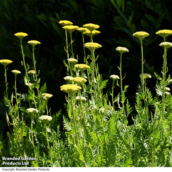 Achillea filipendulina 'Cloth of Gold'