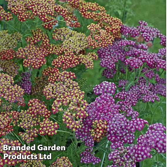 Achillea 'Fanal' ('The Beacon')