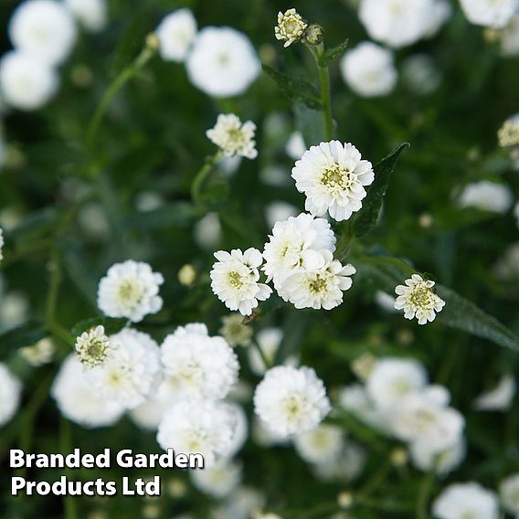 Achillea 'Noblessa'