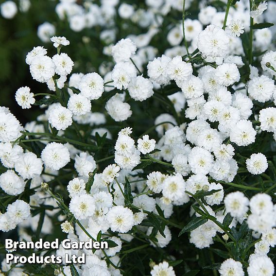 Achillea 'Noblessa'