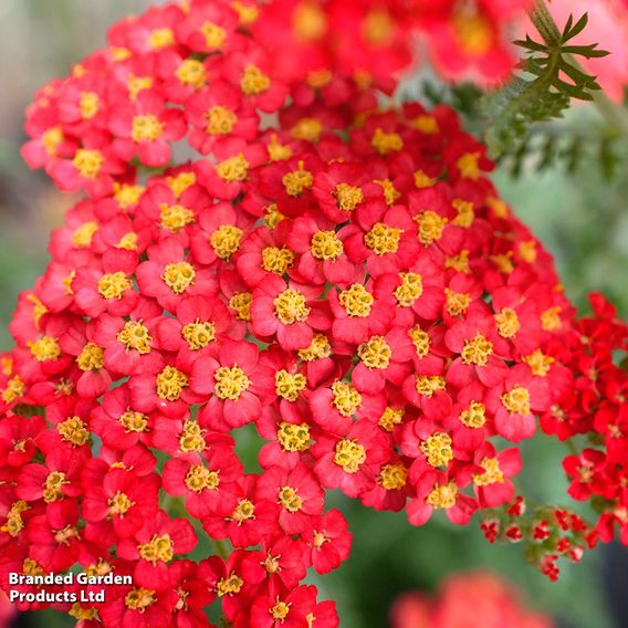 Achillea millefolium 'Paprika'